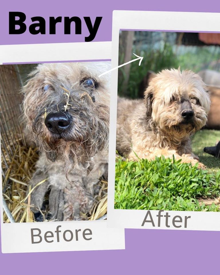 before and after photo of matted dog