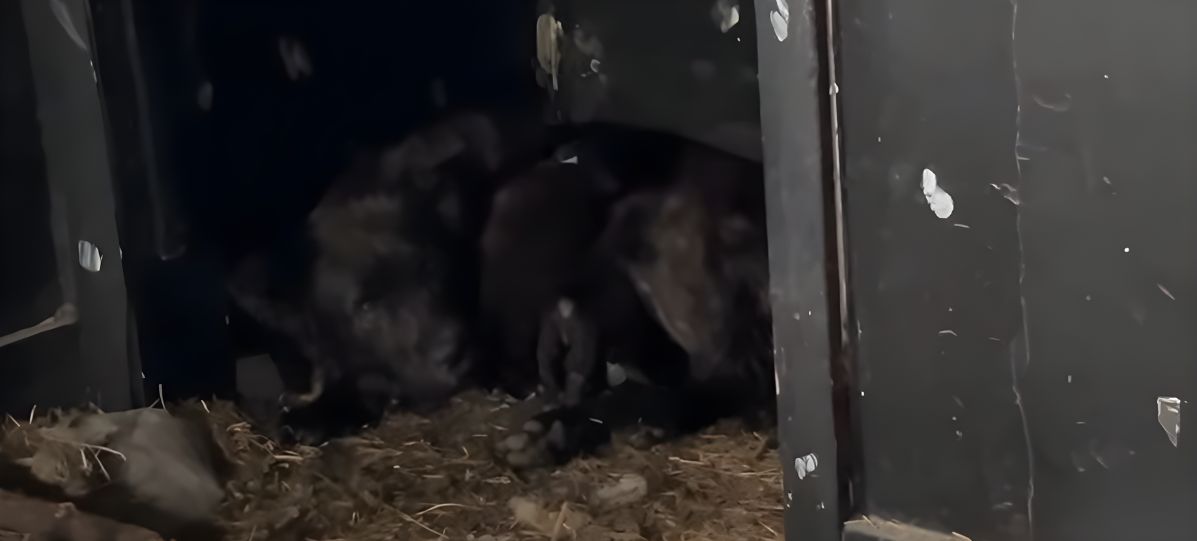 black abandoned dog