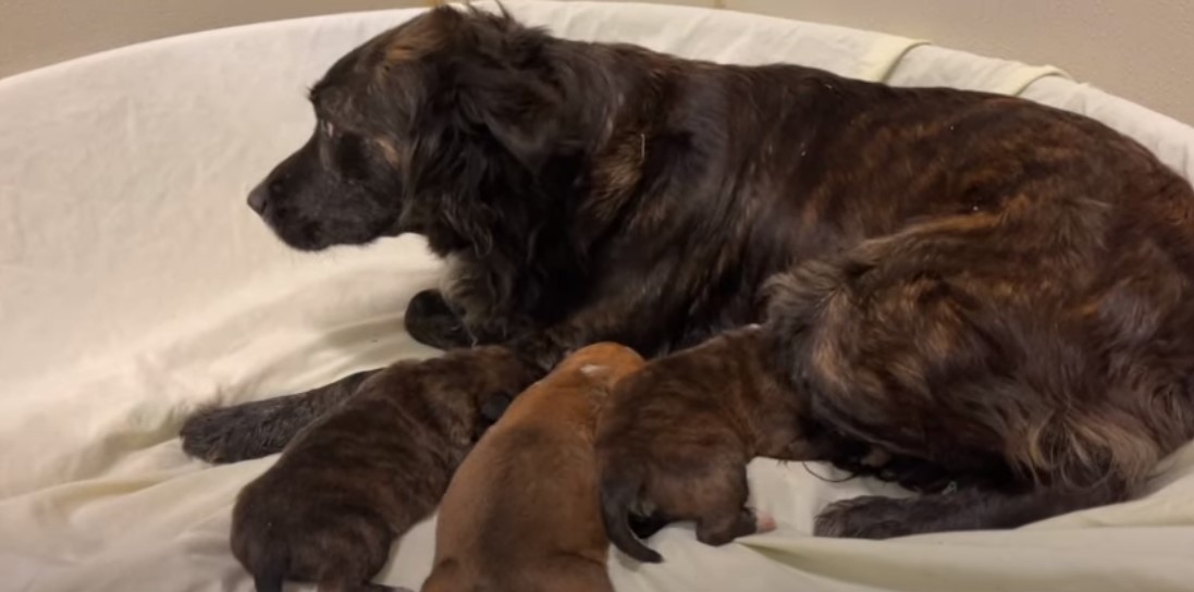 black dog and its puppies