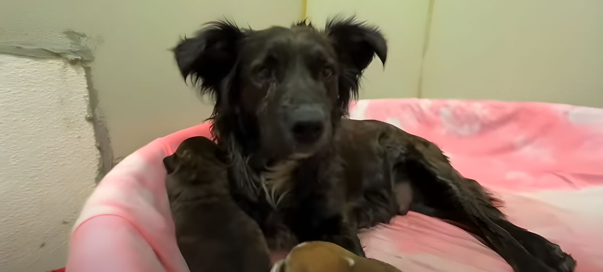 black old dog laying down