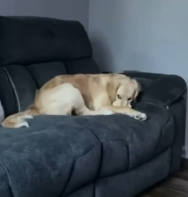 brown adult dog laying on a bed