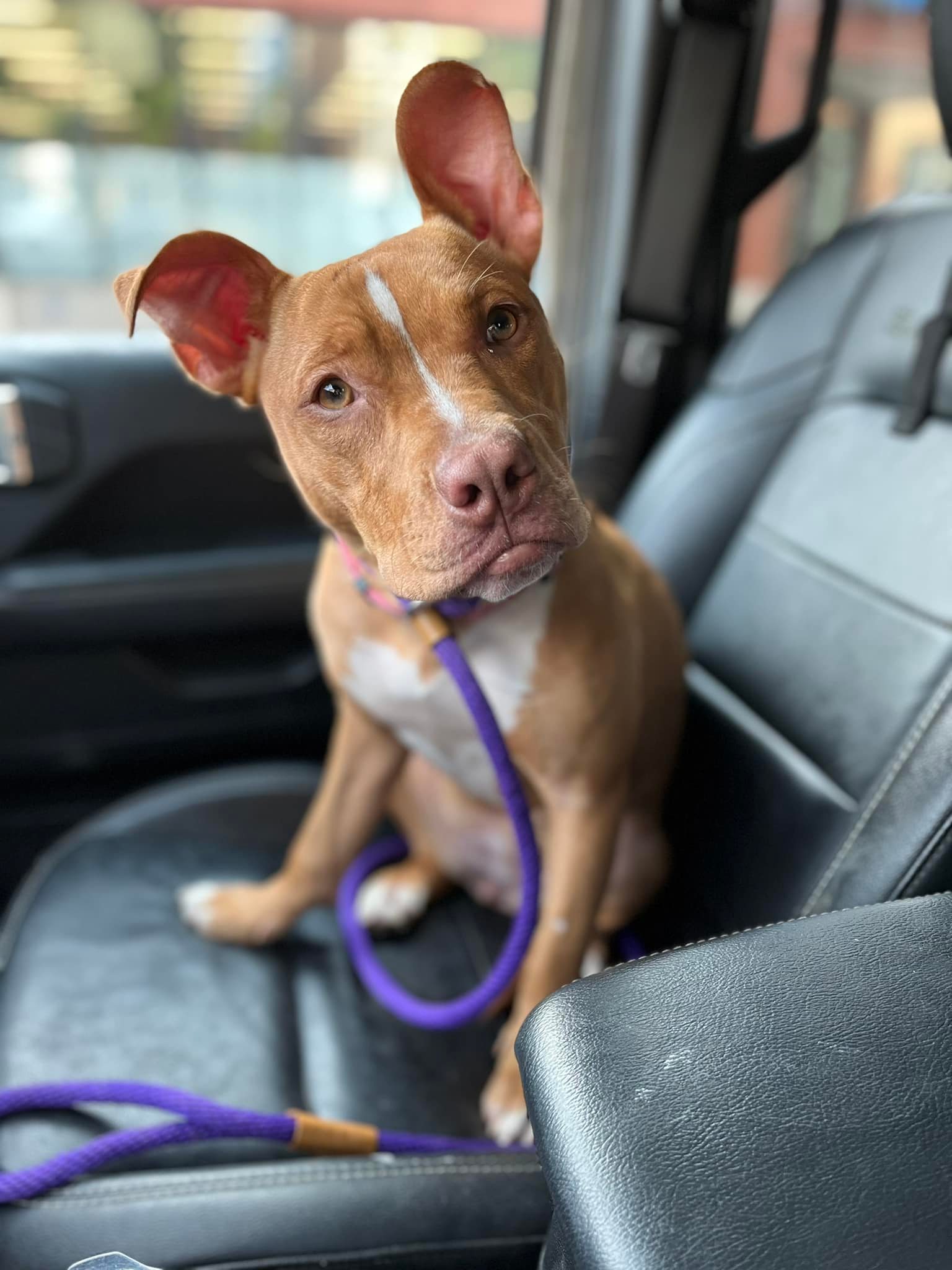 brown dog on a leash sitting on a front seat