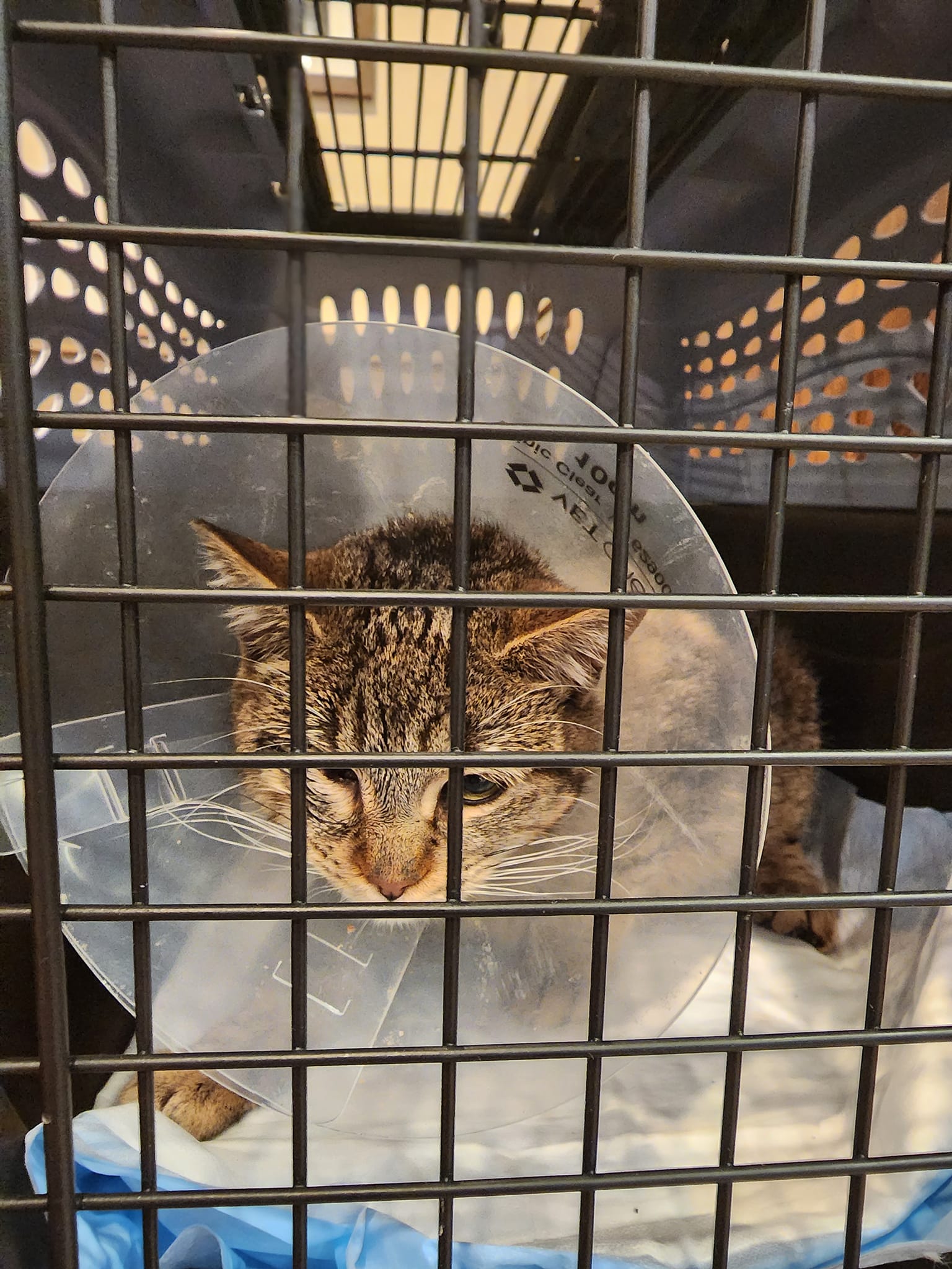 cat with collar in cave