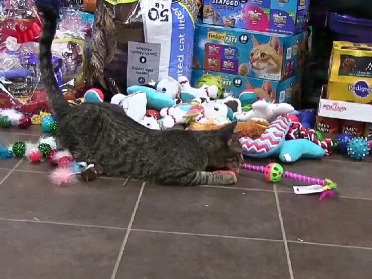 cat with toys