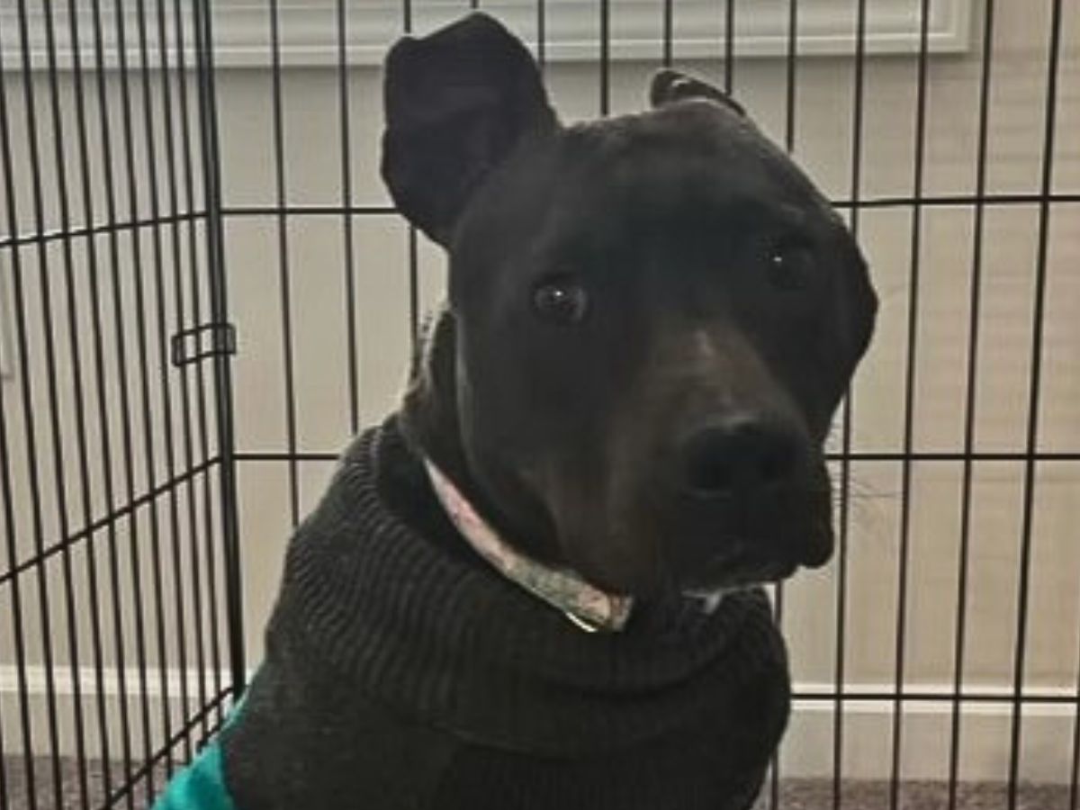 close-up photo of black pitbull