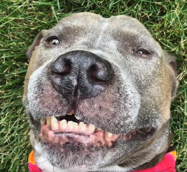 close-up photo of pitbull smiling