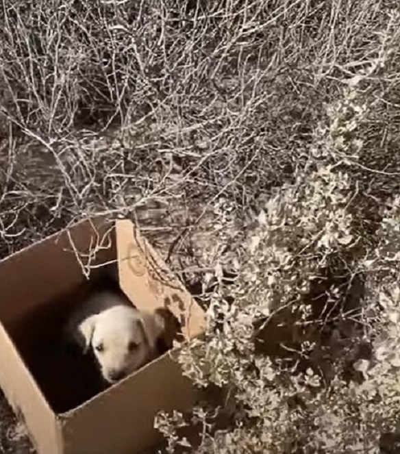 crying puppy in a package
