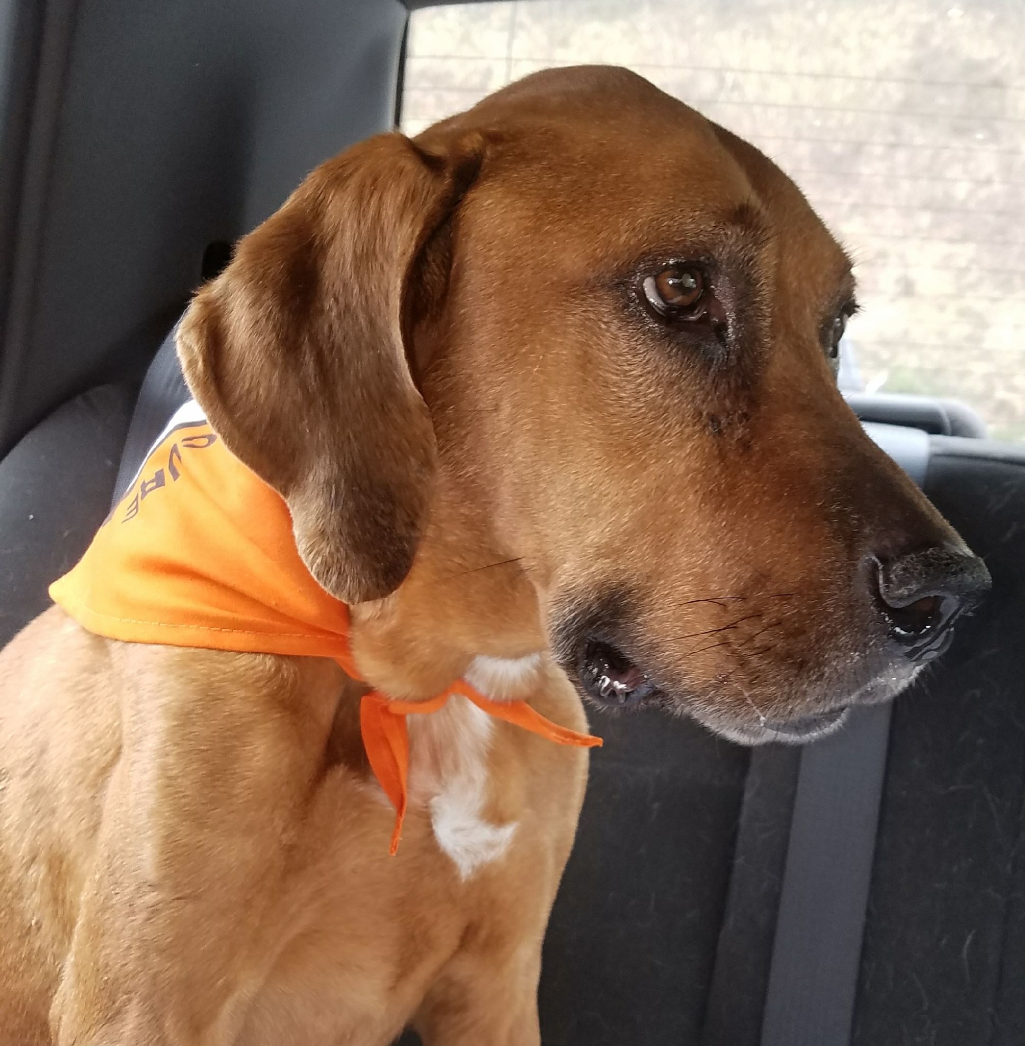 cute brown dog sitting in the car