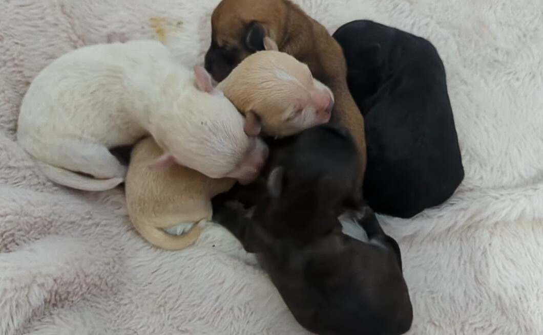 cute newborn puppies hugging