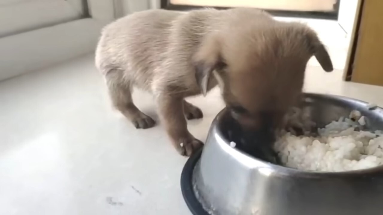 cute puppy eating from bowl