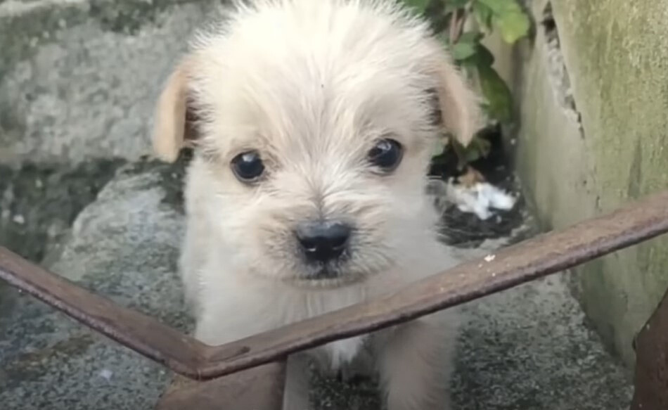 cute white little puppy