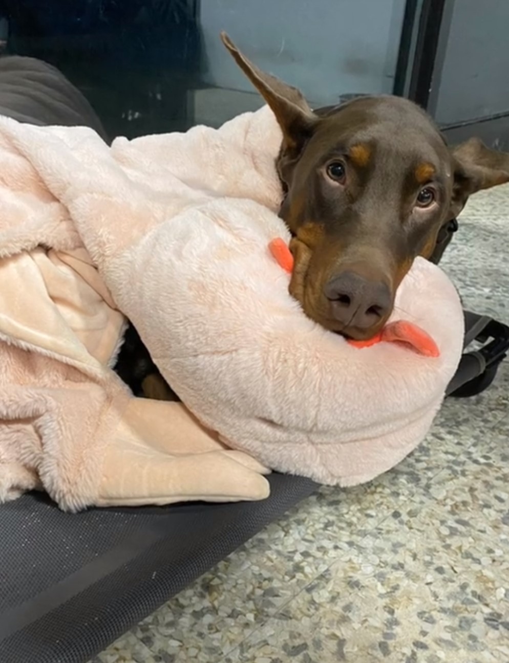 doberman laying on cozy blanket