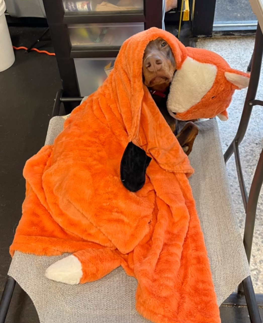 doberman with orange fluffy costume
