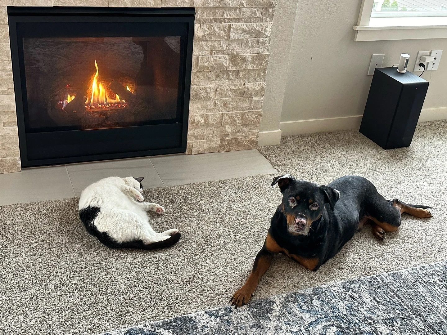dog-and-a-cat-laying-in-front-of-the-fireplace