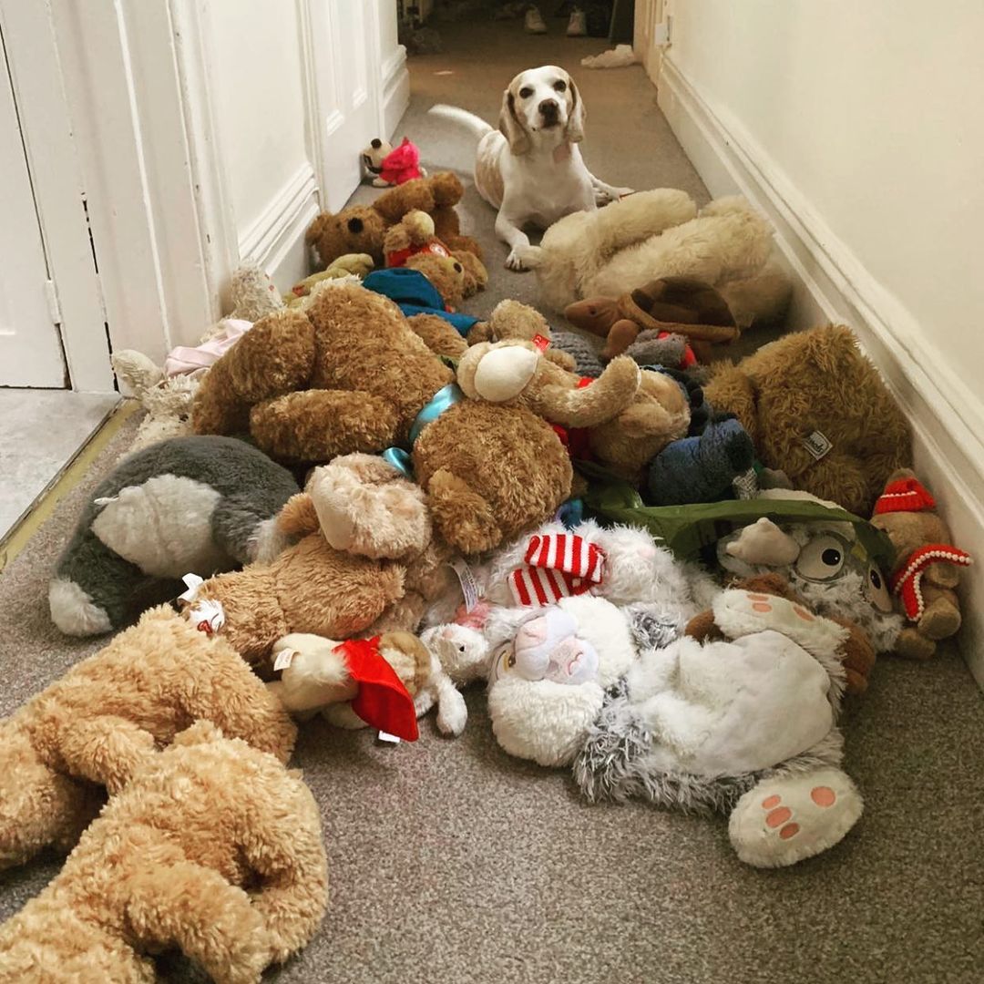dog and a pile of teddy bears