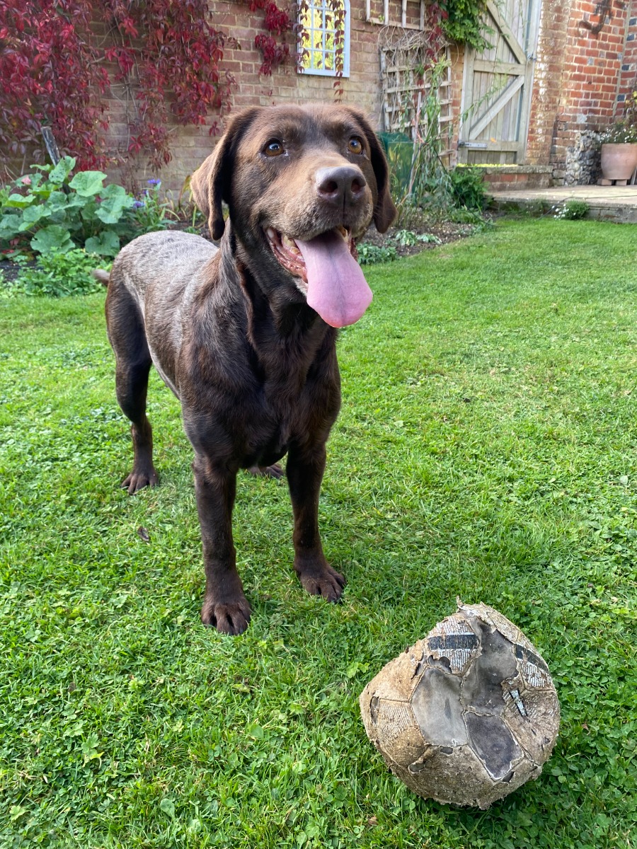 brown dog and a ripped old ball