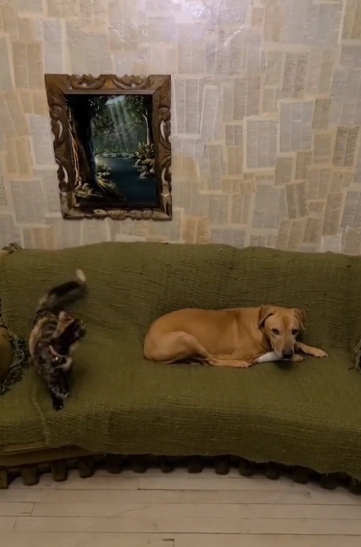 dog and cat on the couch