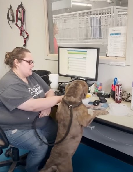 dog at a desk with a woman