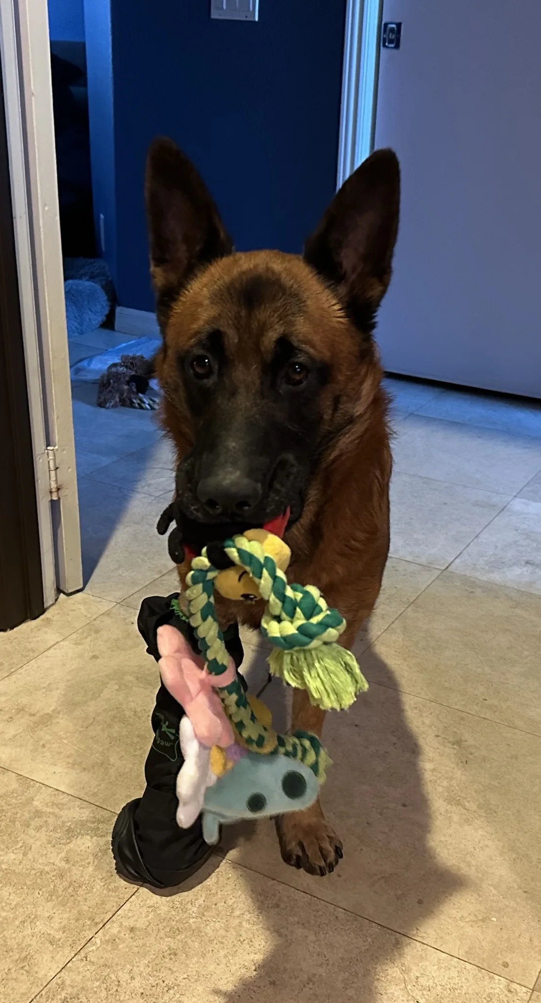 German Shepherd Holds Onto His Toy After Undergoing A LifeSaving Surgery