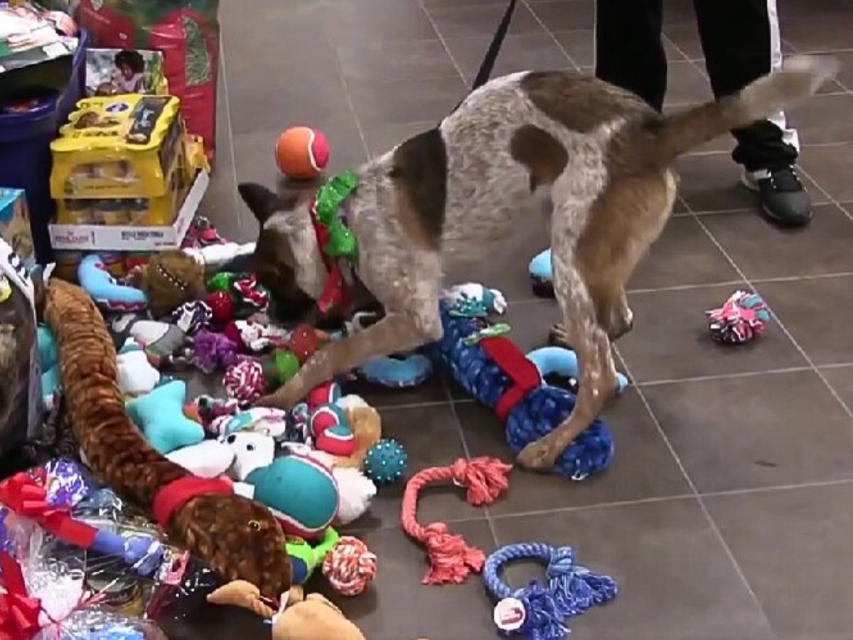 dog in toys