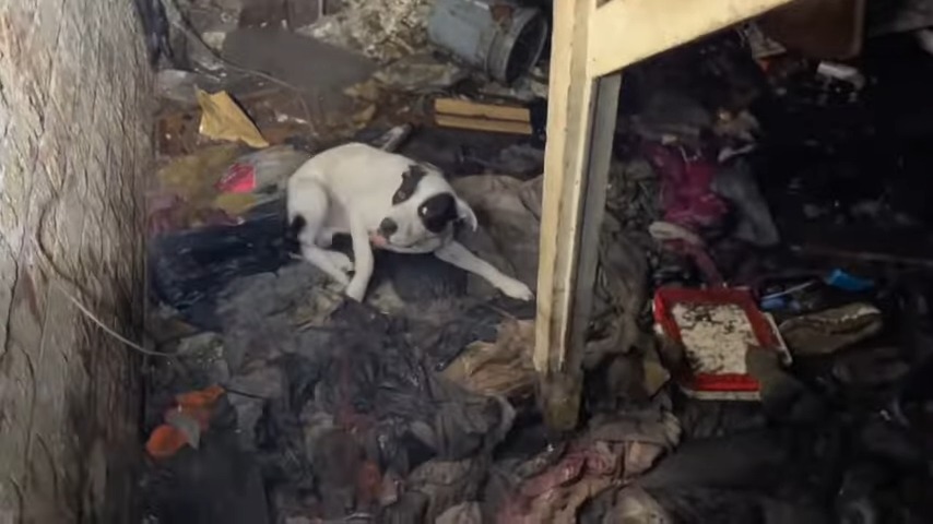 dog laying in a trash