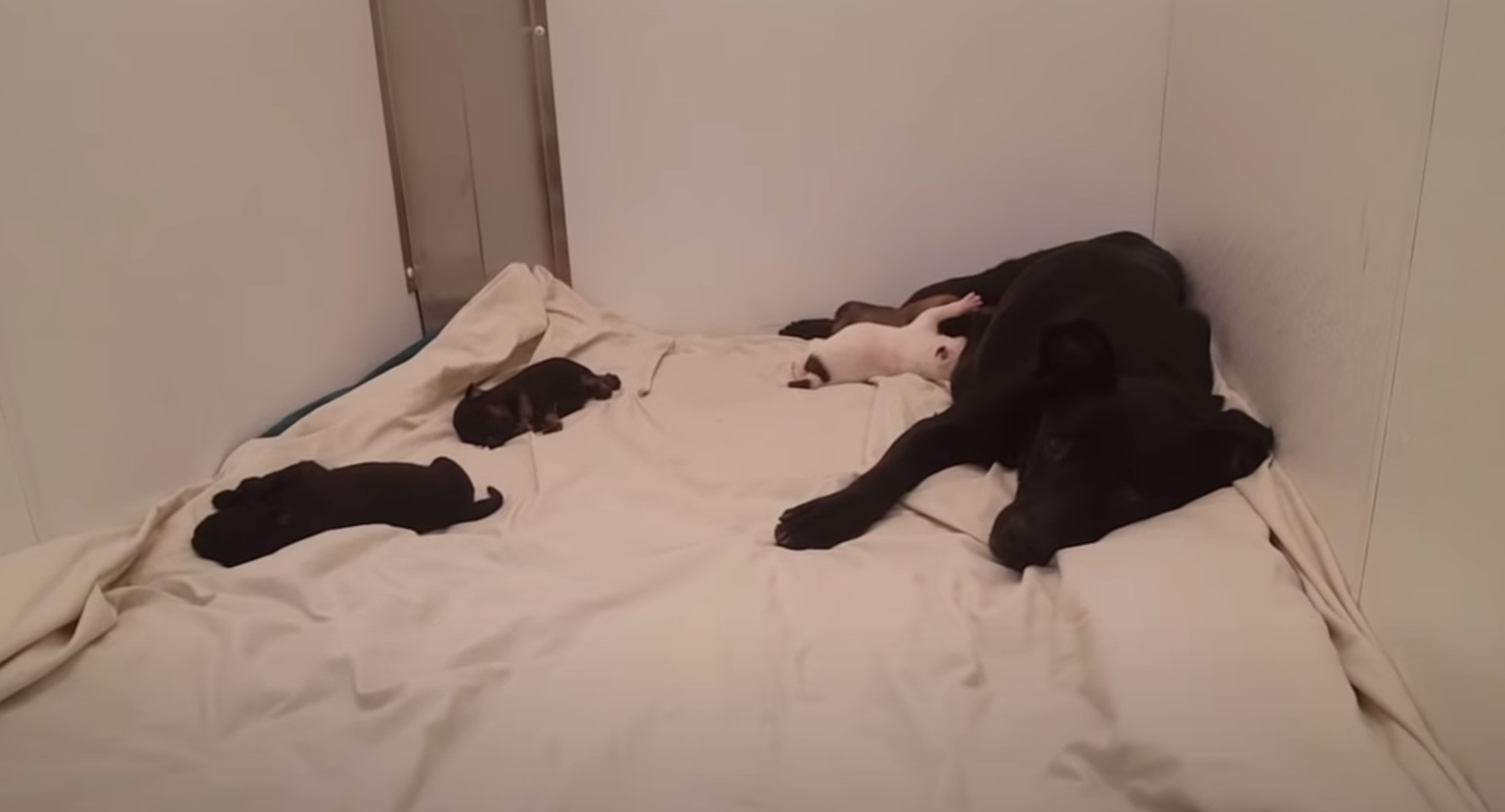 dog lies on a white blanket next to him puppies
