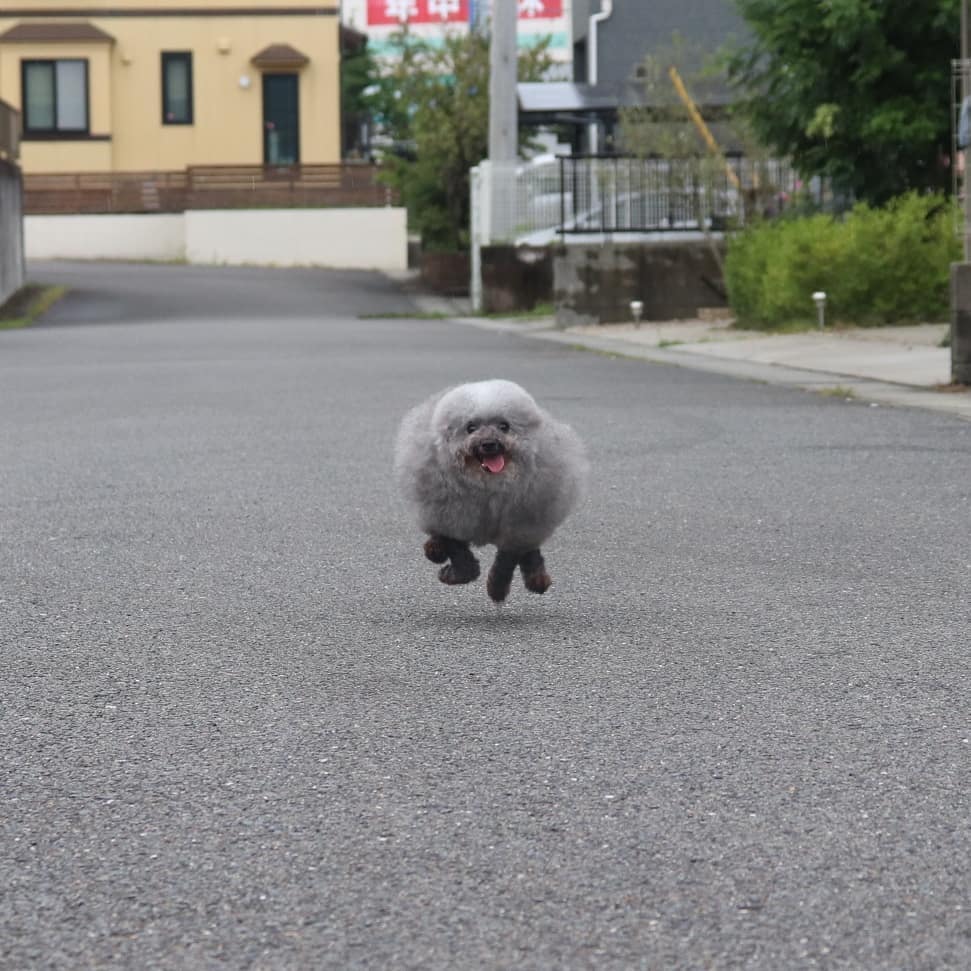 dog running down the street