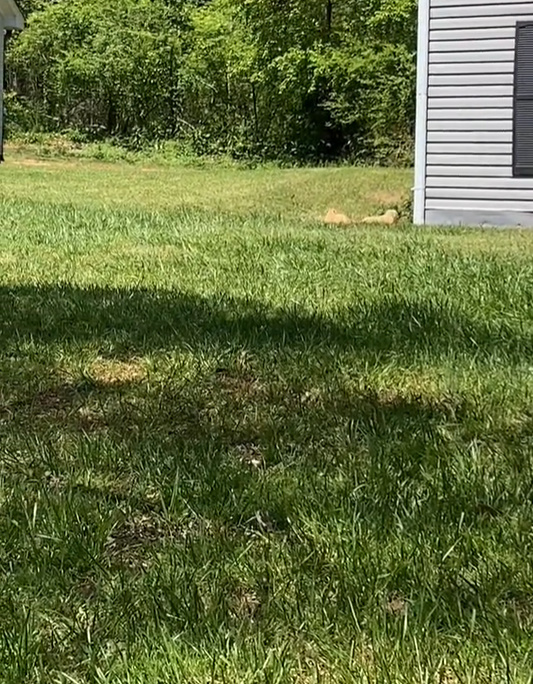 dog sitting on a grass next to house