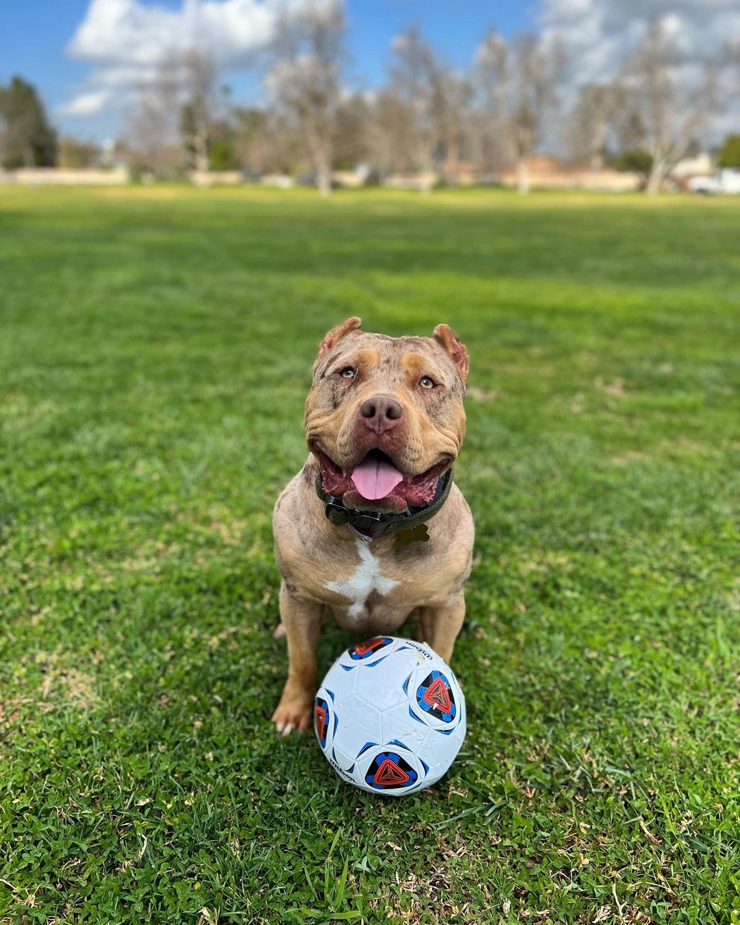 dog sitting on grass with a ball