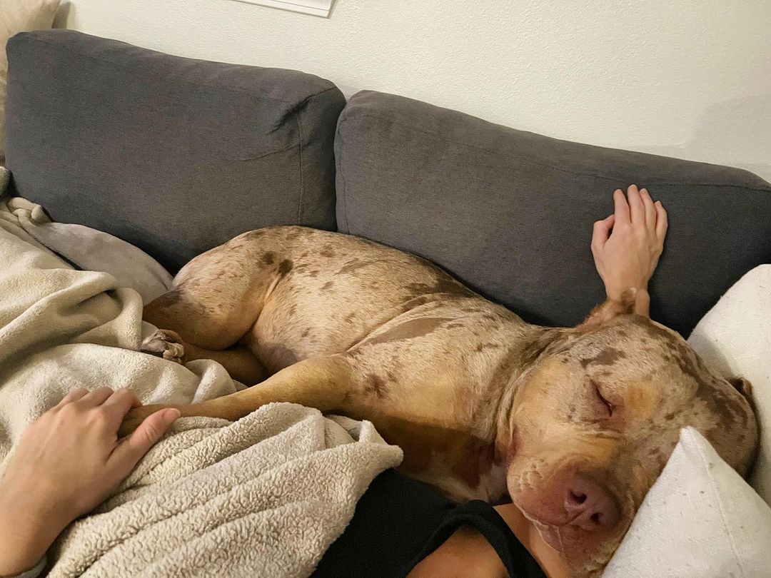 dog sleeping on a couch next to a woman