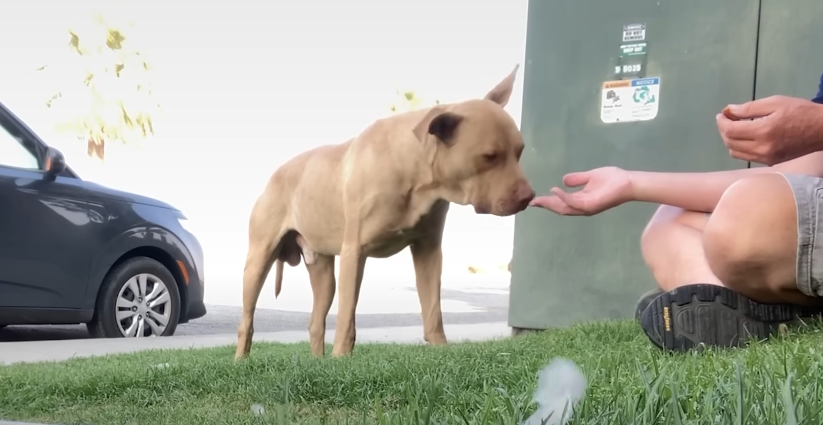 dog sniffing guys hand
