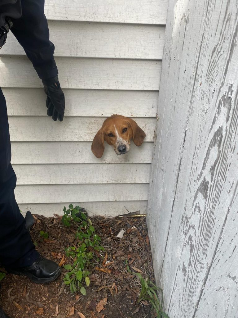 Dog Head Stuck In Dryer Vent In His Home Leaves Police And Firefighters
