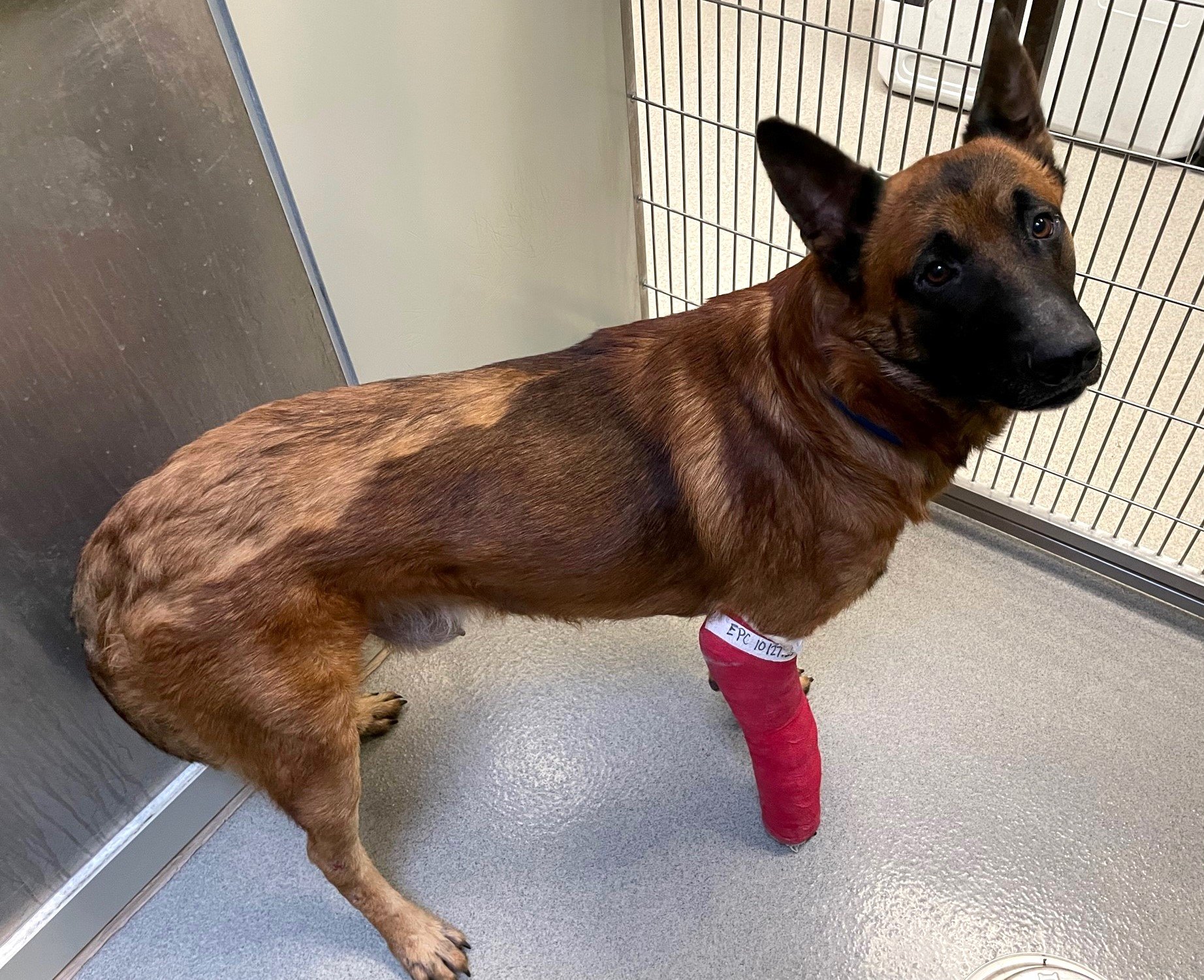dog with a red cast on his leg