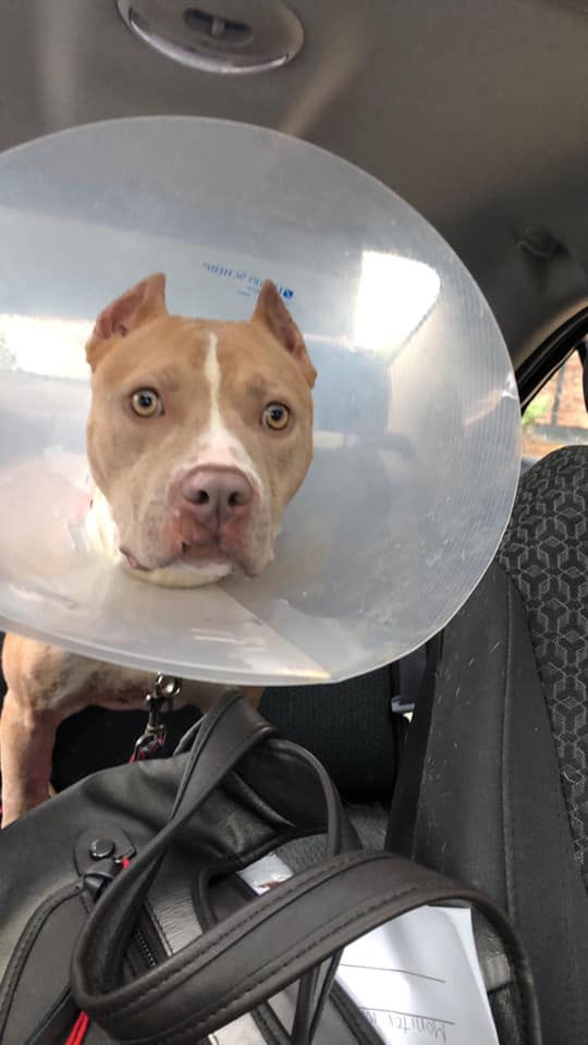 dog with collar in the car