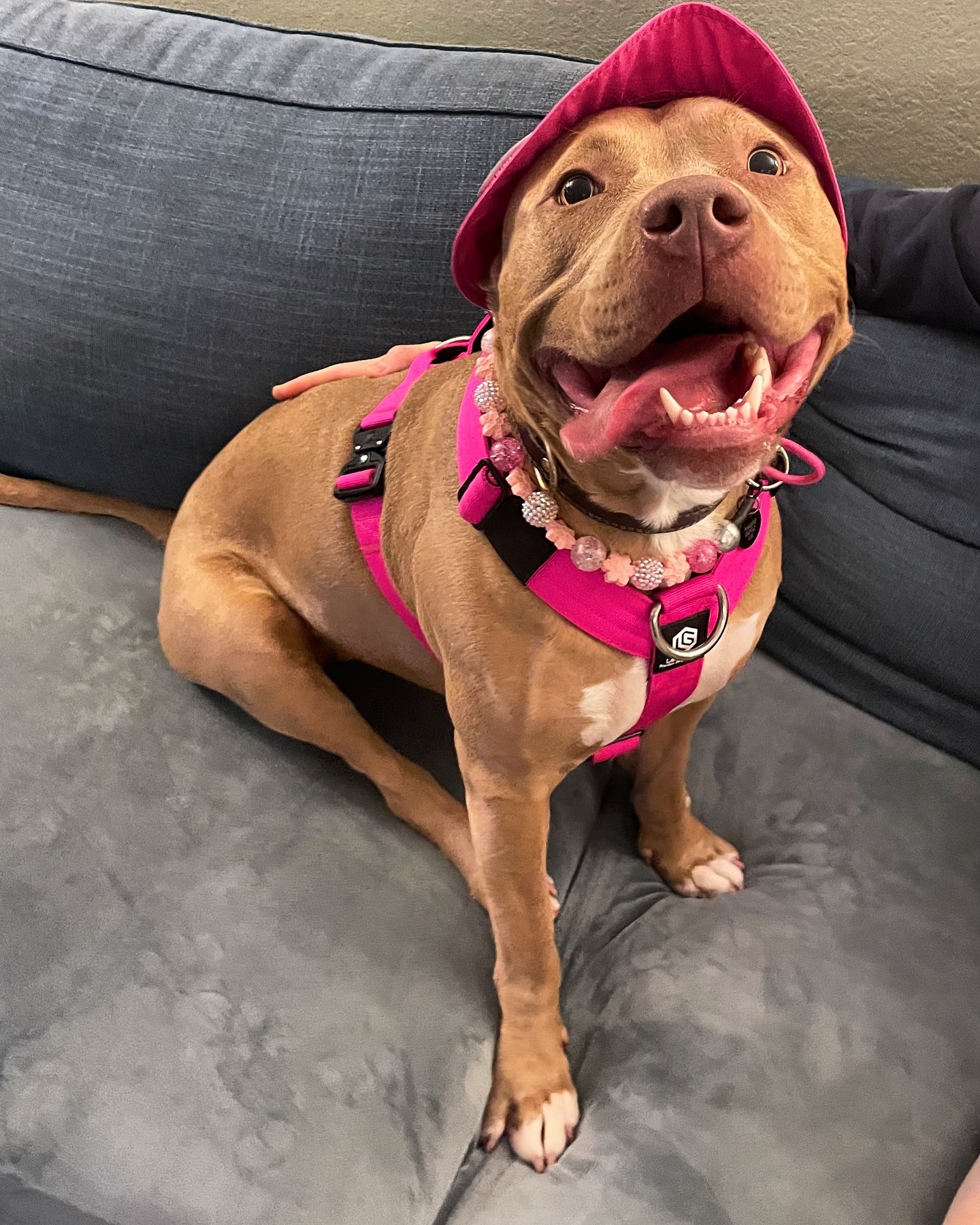 dog with pink hat and jewerly (1)