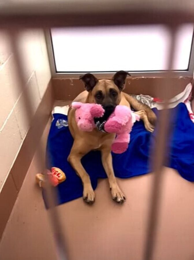 dog with pink toy in shelter
