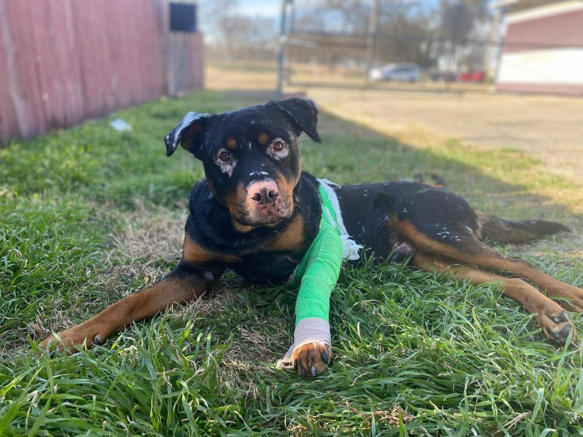 Rottweiler With An Incredibly Rare Condition Saved From A Ditch Finds A ...