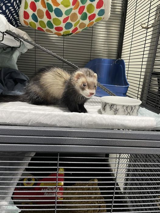 ferret at the shelter