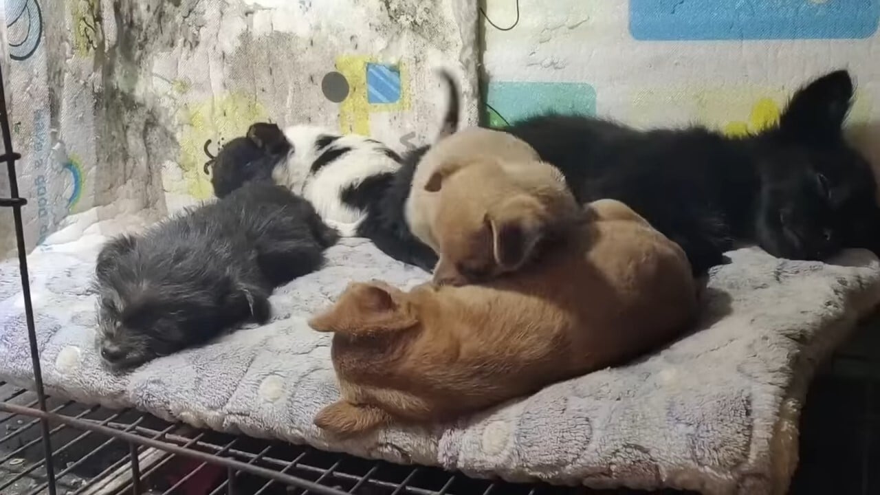 five puppies sleeping together