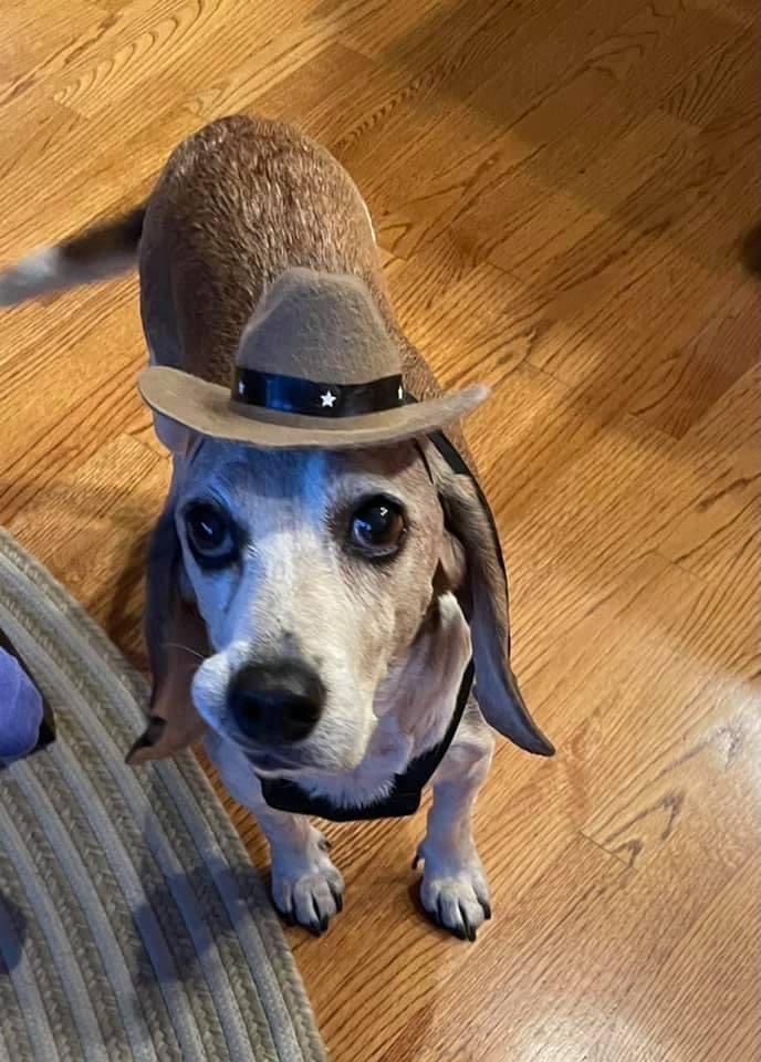 funny dog with a hat