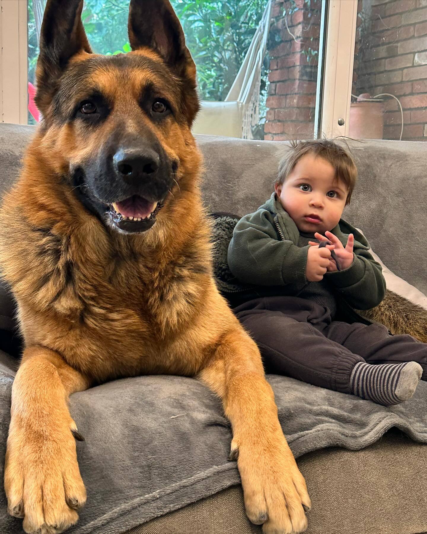 german shepherd sitting on the couch with baby boy (1)