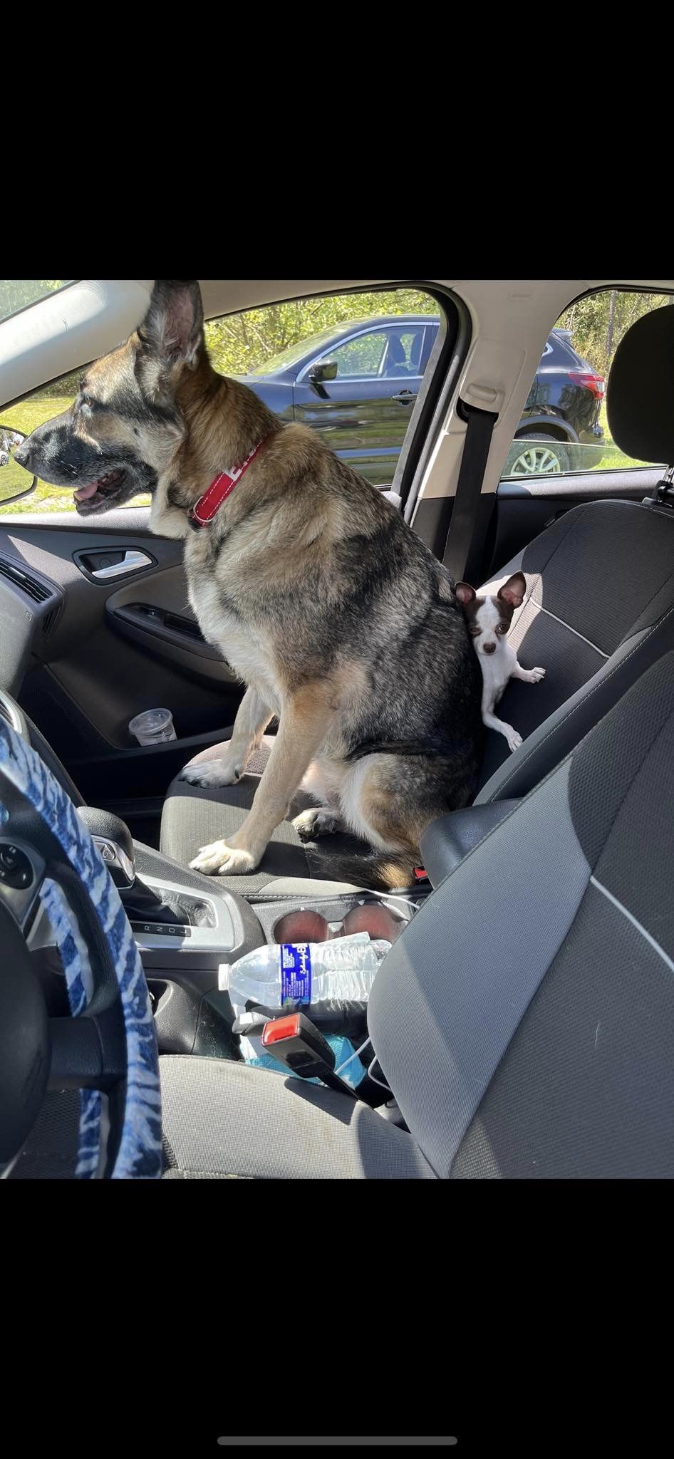 german shepherd squezeeing little puppy on the car seat
