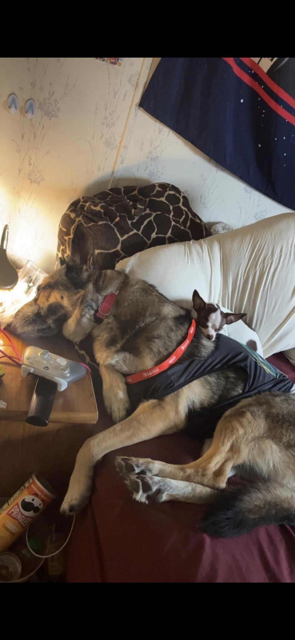 german shepherd with puppy sleeping on the bed