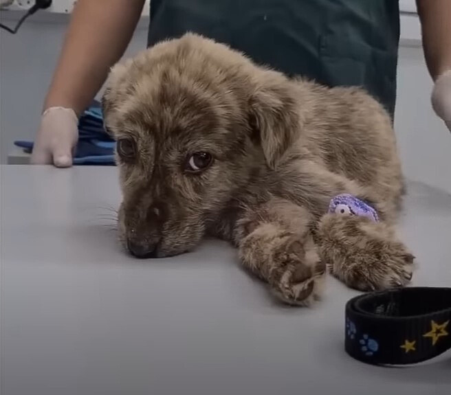 grey puppy and vet