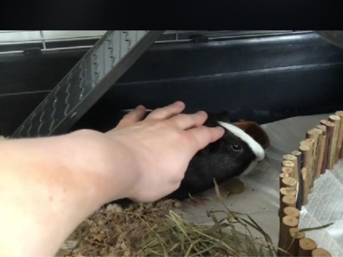 guinea pig being rescued