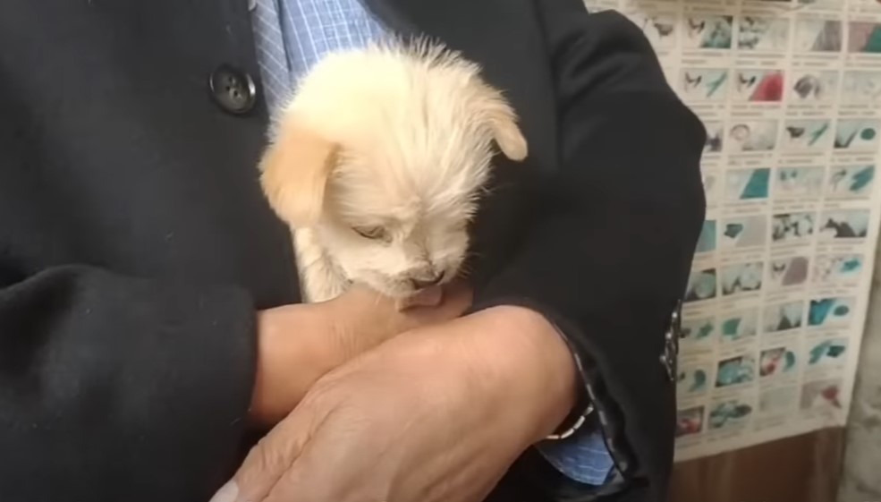 guy holding cute white little puppy