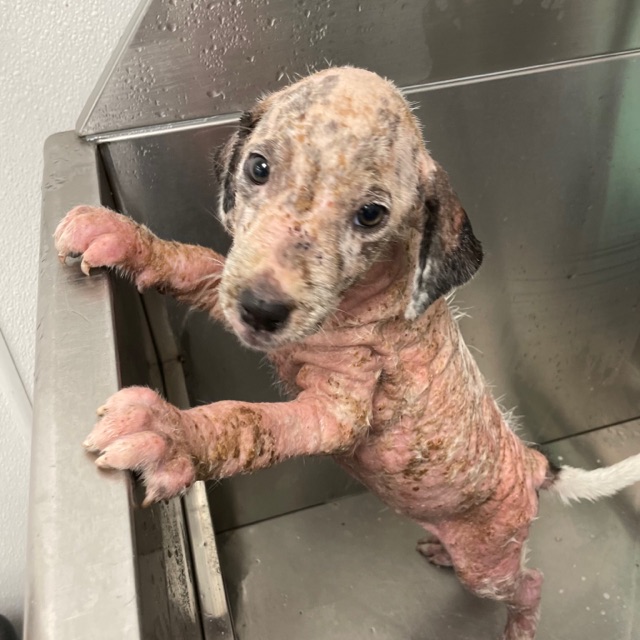 hairless dog standing for bath