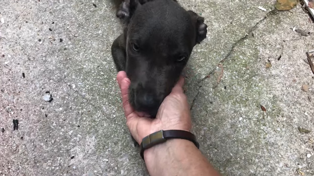 hand holding dog's face