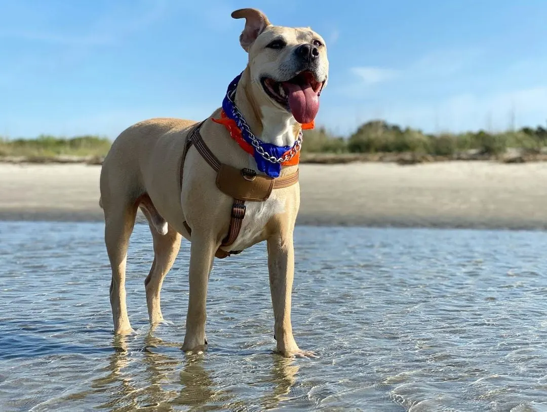 happy dog on the beach standing in the water