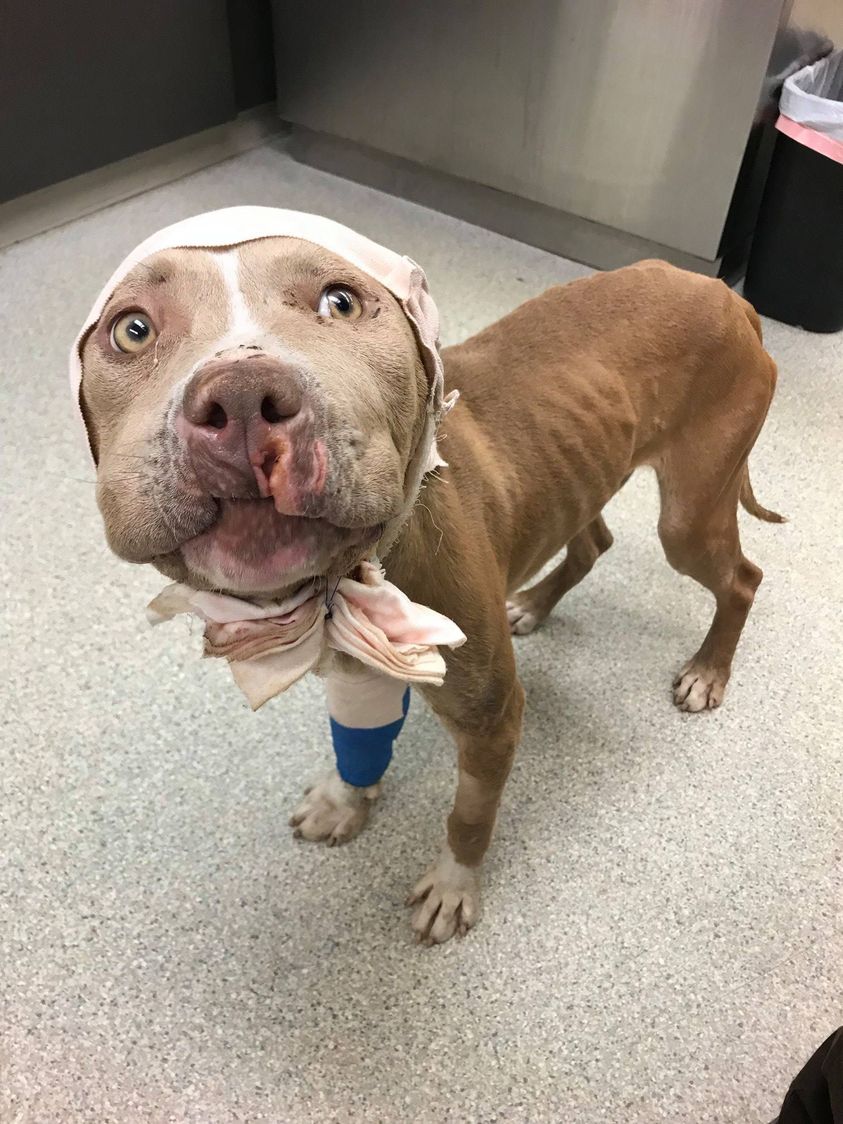 injured dog at veterinarian hospital